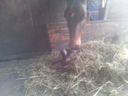 Hee nid mi Bett freassa